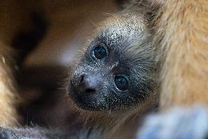 Ein blondes Baby bei den Schwarzen Brüllaffen